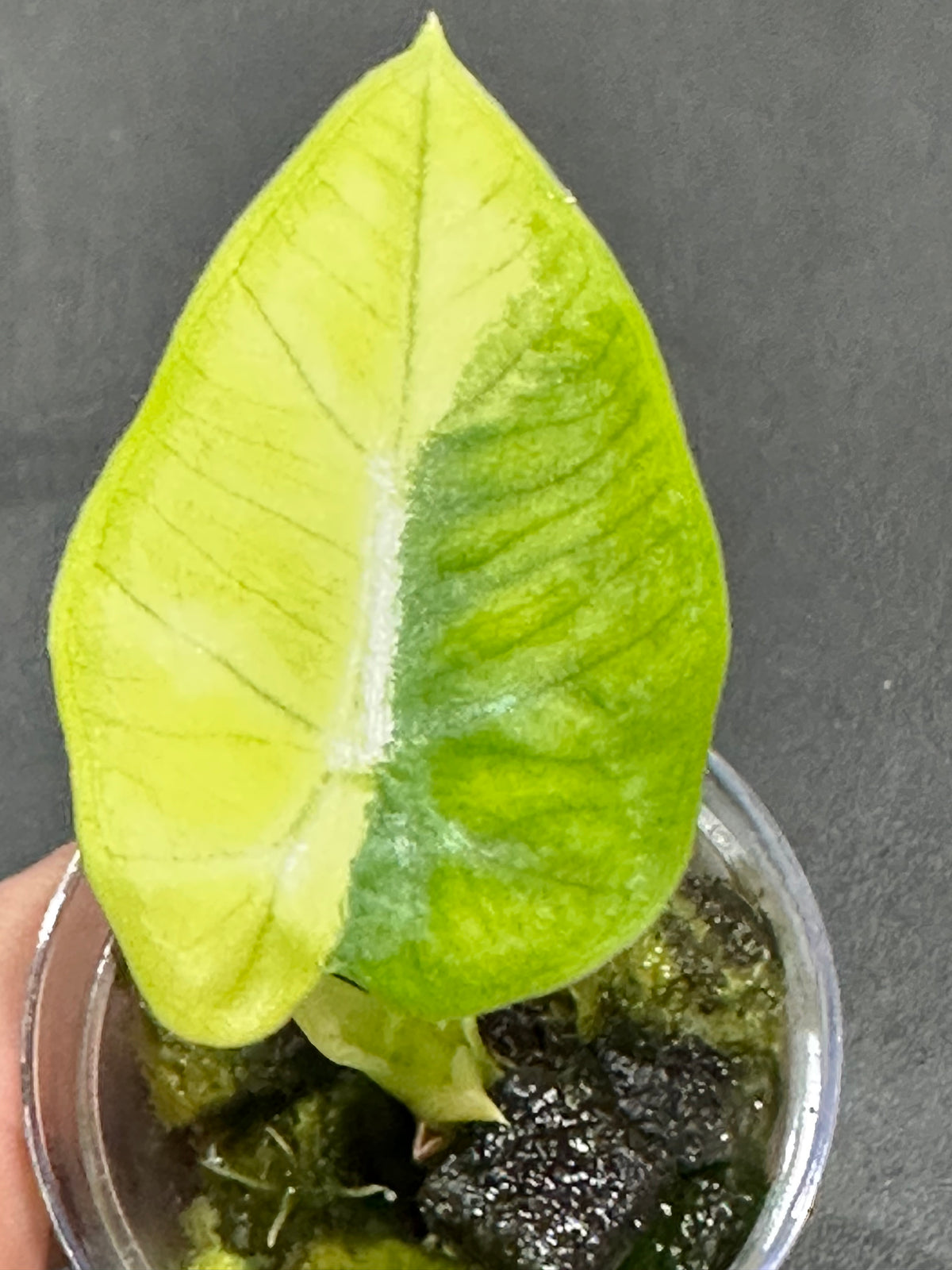 Alocasia micholitziana 'Frydek' Aurea, velvety leaves with yellow-chartreuse sectors and white veins