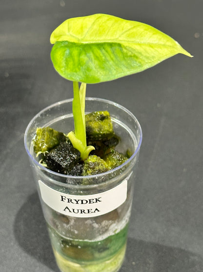 Alocasia Frydek Aurea (Micholitziana)