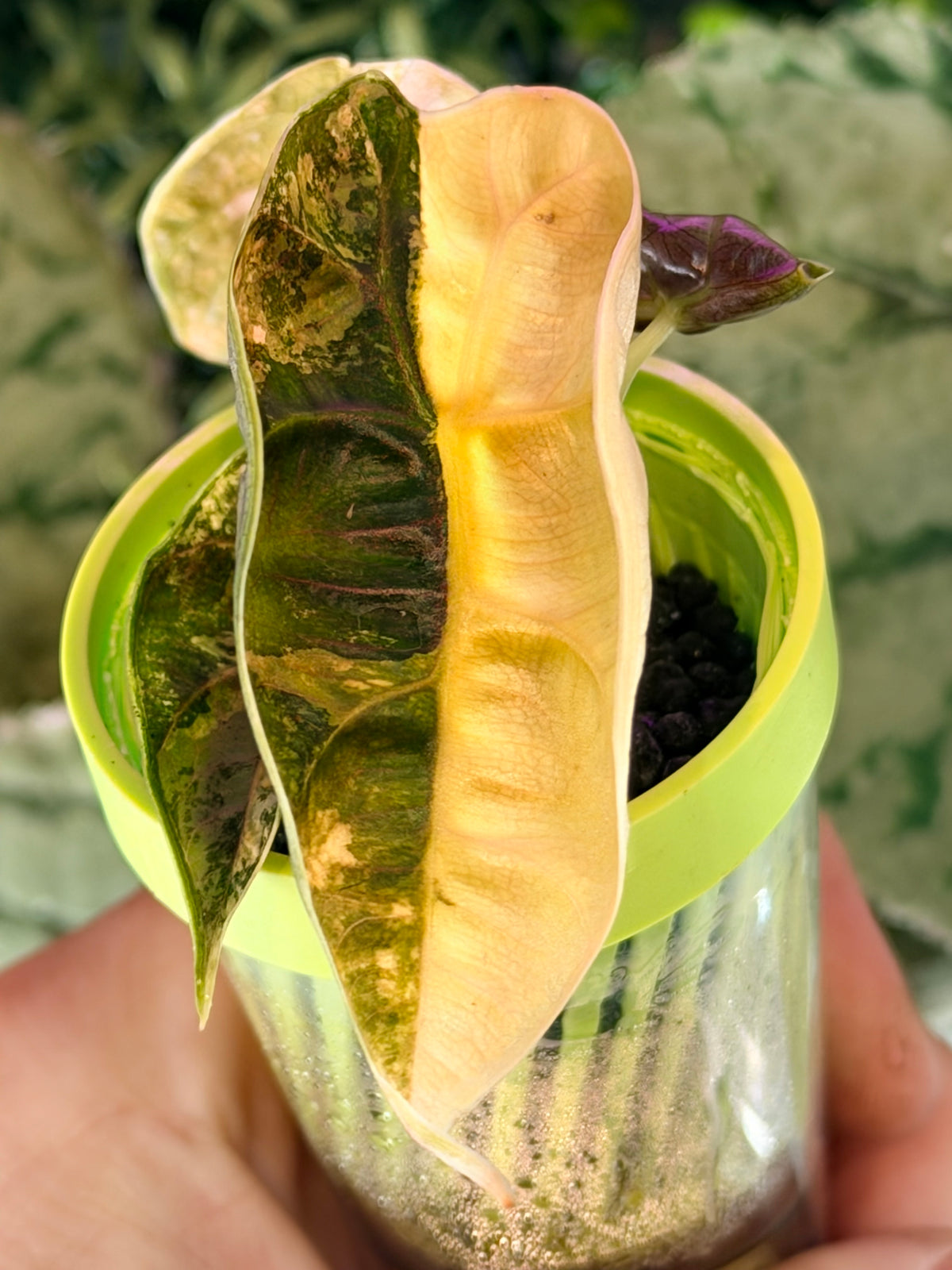 Alocasia azlanii Orange Aurea Variegated, golden orange sectoring on near-black foliage