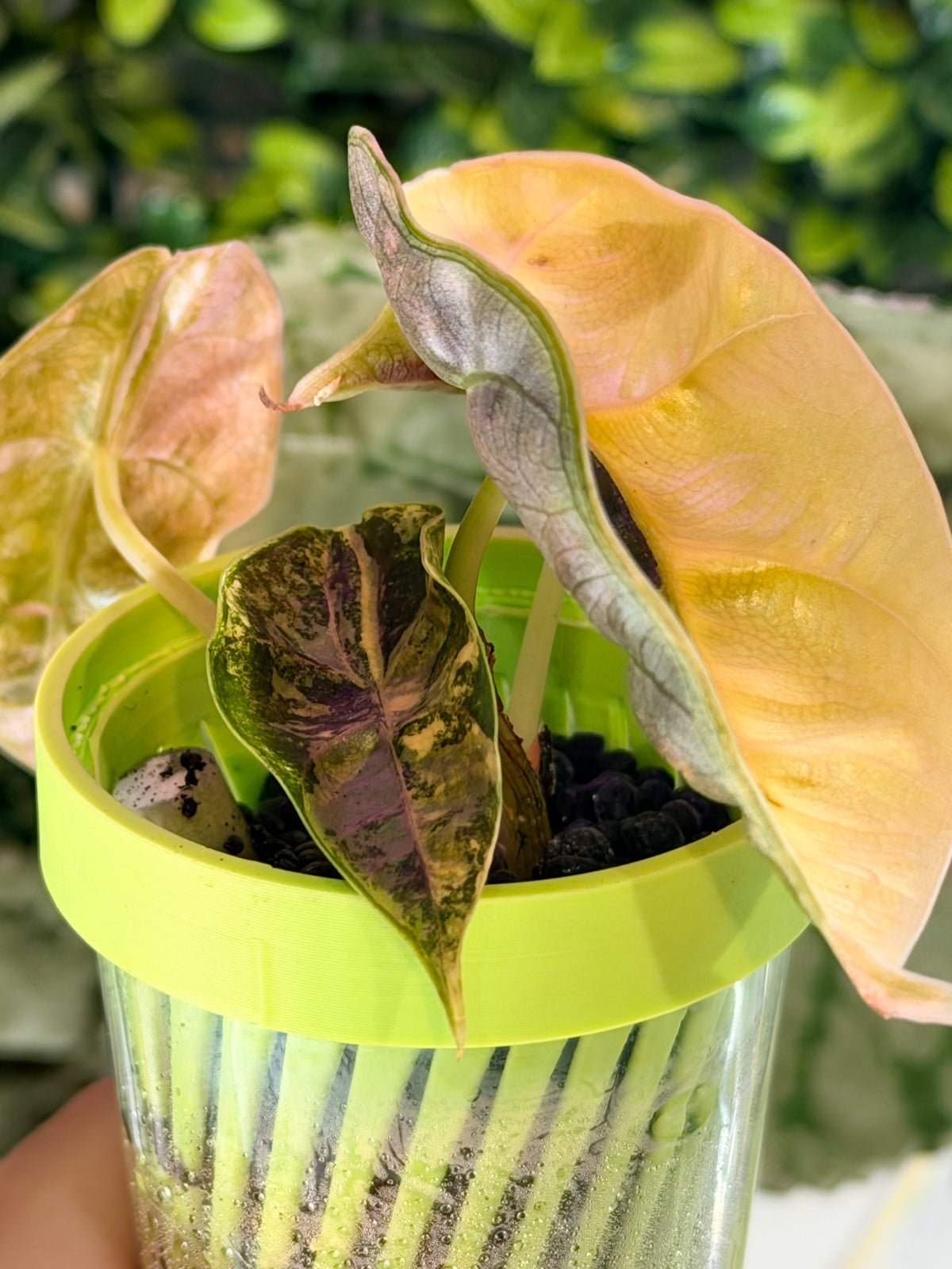 Alocasia azlanii Orange Aurea Variegated, golden orange sectoring on near-black foliage