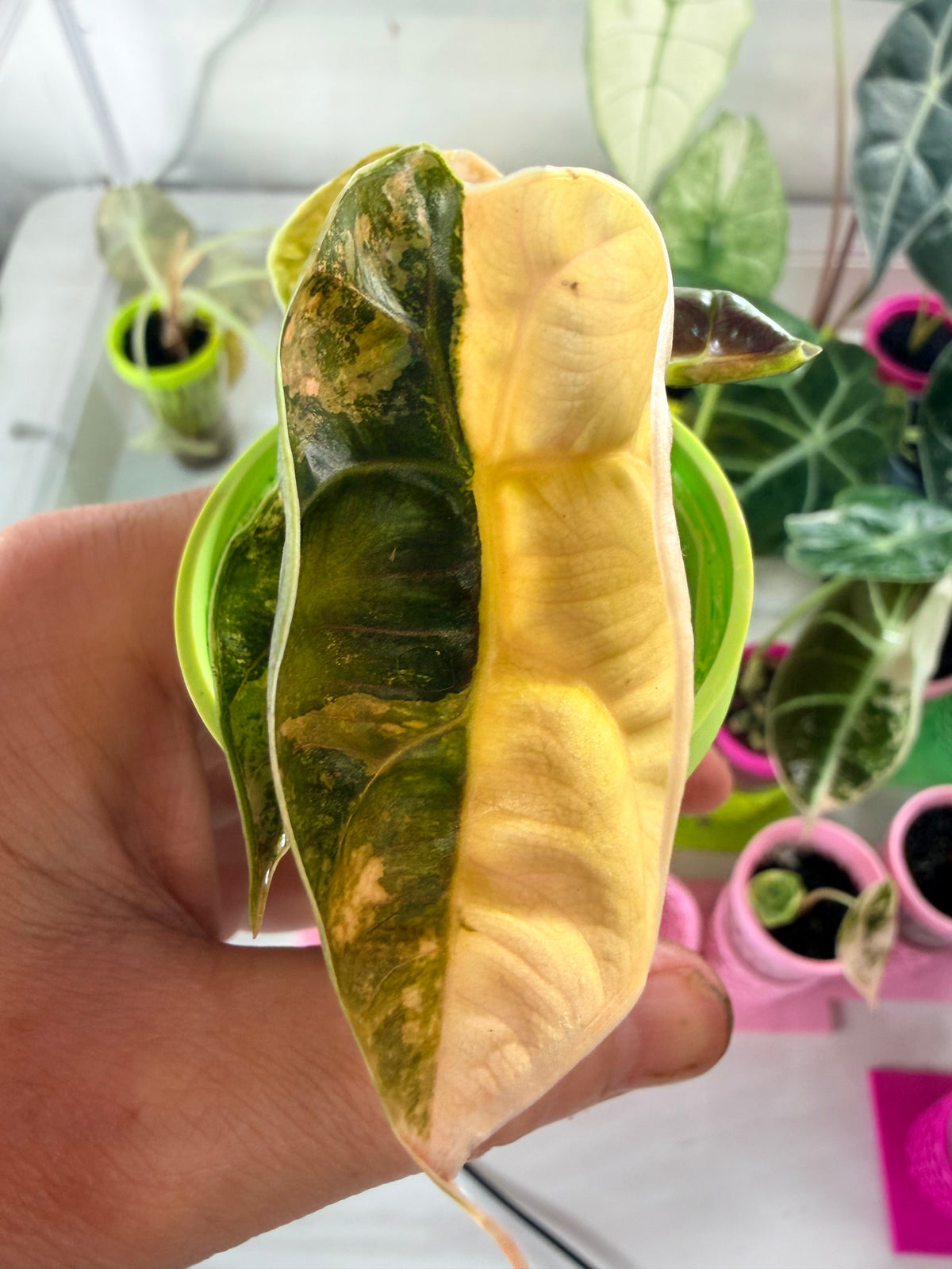 Alocasia azlanii Orange Aurea Variegated, golden orange sectoring on near-black foliage
