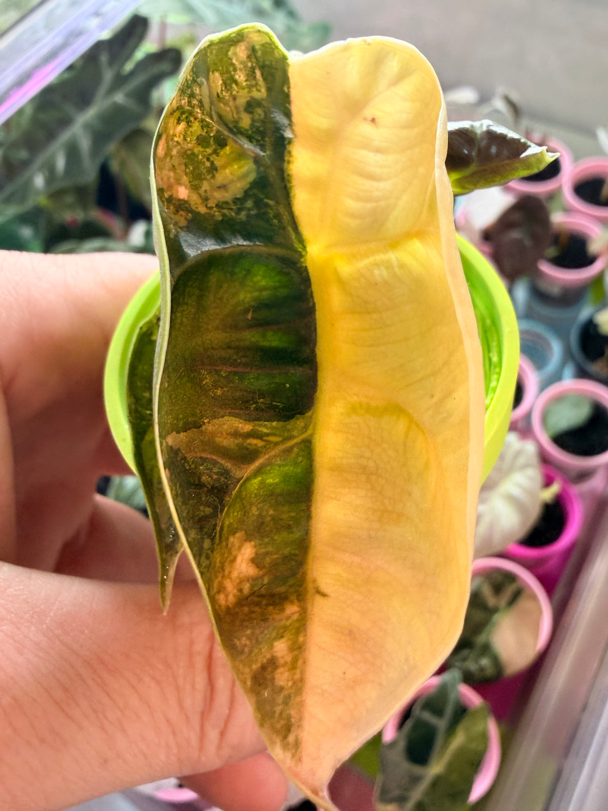 Alocasia azlanii Orange Aurea Variegated, golden orange sectoring on near-black foliage