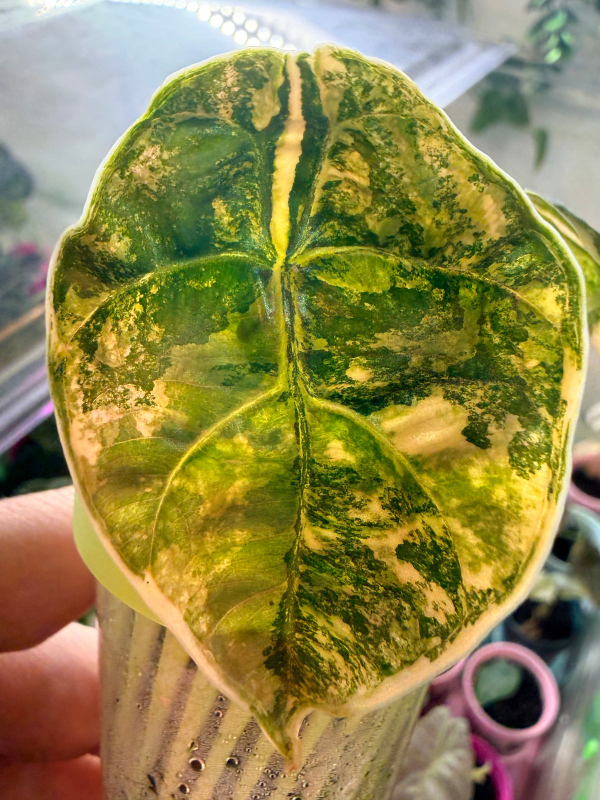 Alocasia azlanii Orange Aurea Variegated, golden orange sectoring on near-black foliage