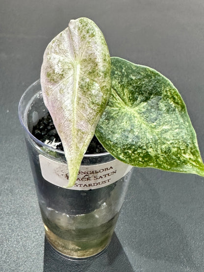 ALOCASIA LONGILOBA SATUN STARDUST