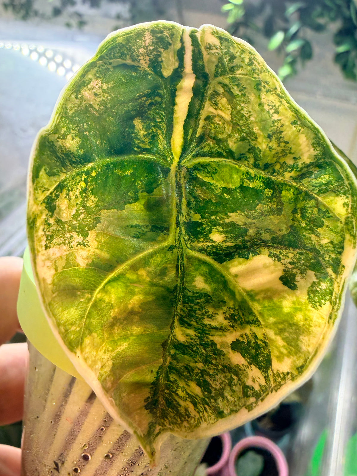 Alocasia azlanii Orange Aurea Variegated, golden orange sectoring on near-black foliage