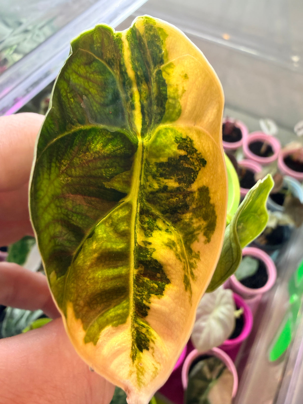 Alocasia azlanii Orange Aurea Variegated, golden orange sectoring on near-black foliage