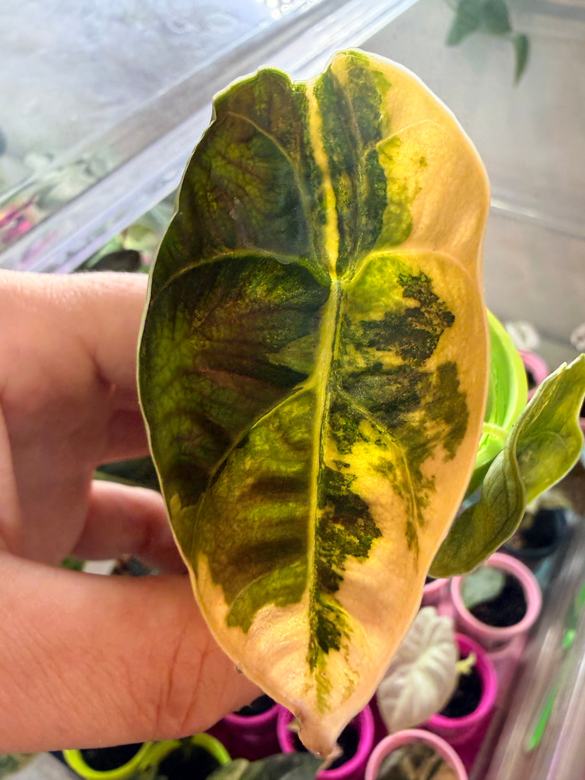Alocasia azlanii Orange Aurea Variegated, golden orange sectoring on near-black foliage