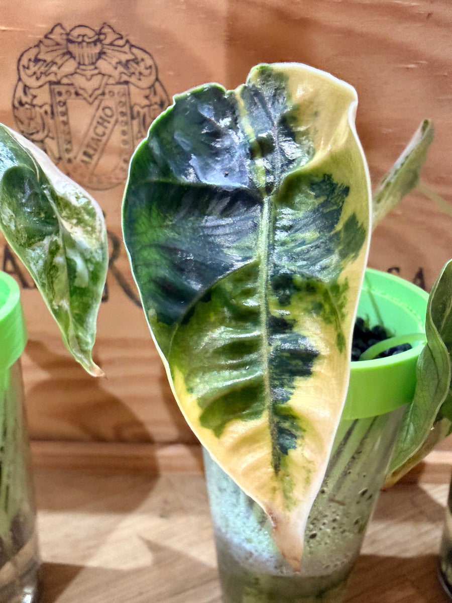 ALOCASIA AZLANII ORANGE AUREA VARIEGATED