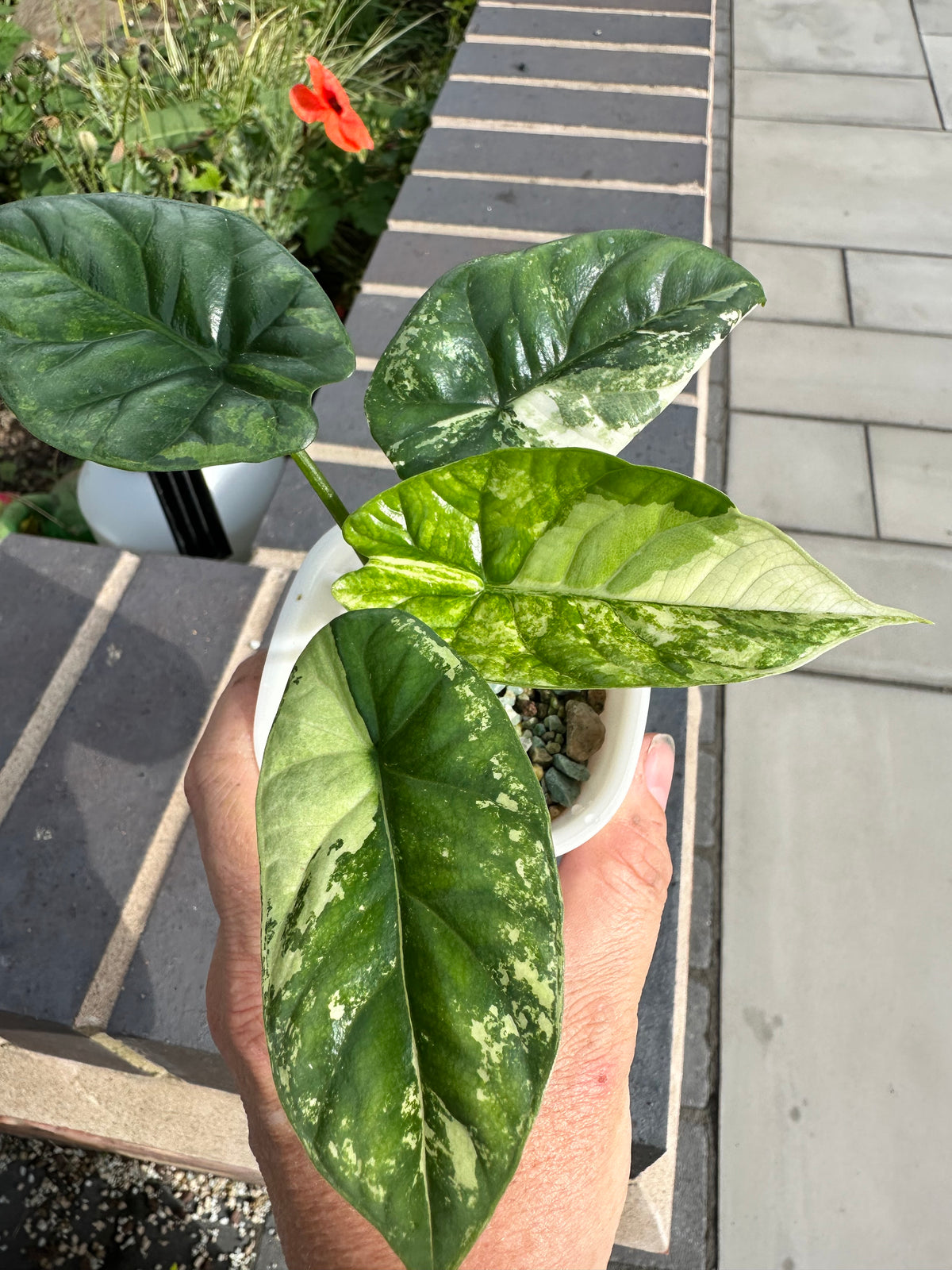 Alocasia baginda 'Dragon Scale' Albo, white chimeric sectors across textured scale-like blue-green leaves