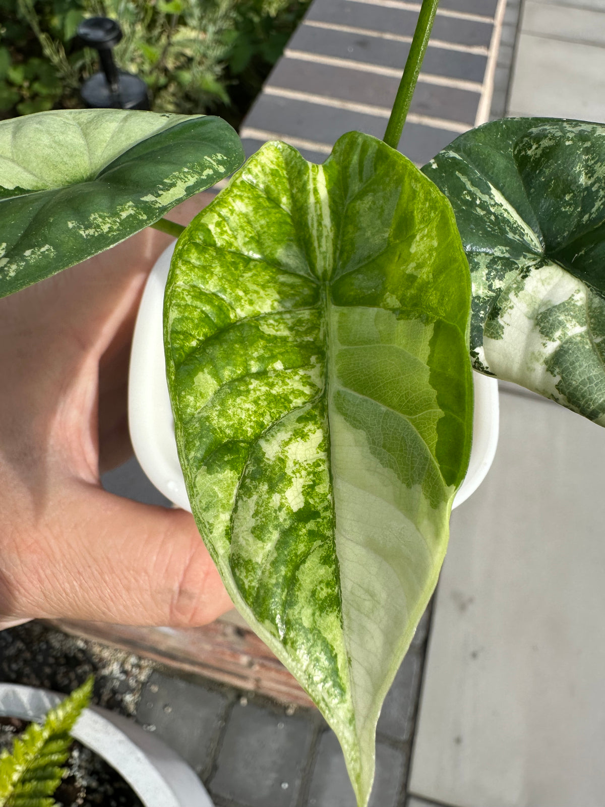 Alocasia baginda 'Dragon Scale' Albo, white chimeric sectors across textured scale-like blue-green leaves