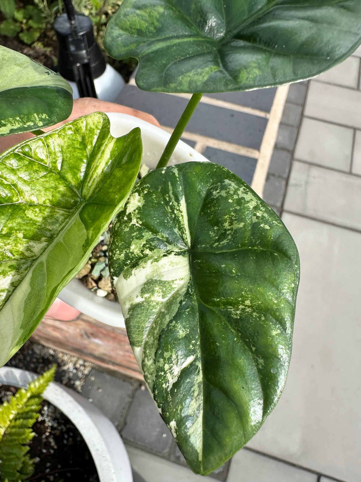 Alocasia baginda 'Dragon Scale' Albo, white chimeric sectors across textured scale-like blue-green leaves