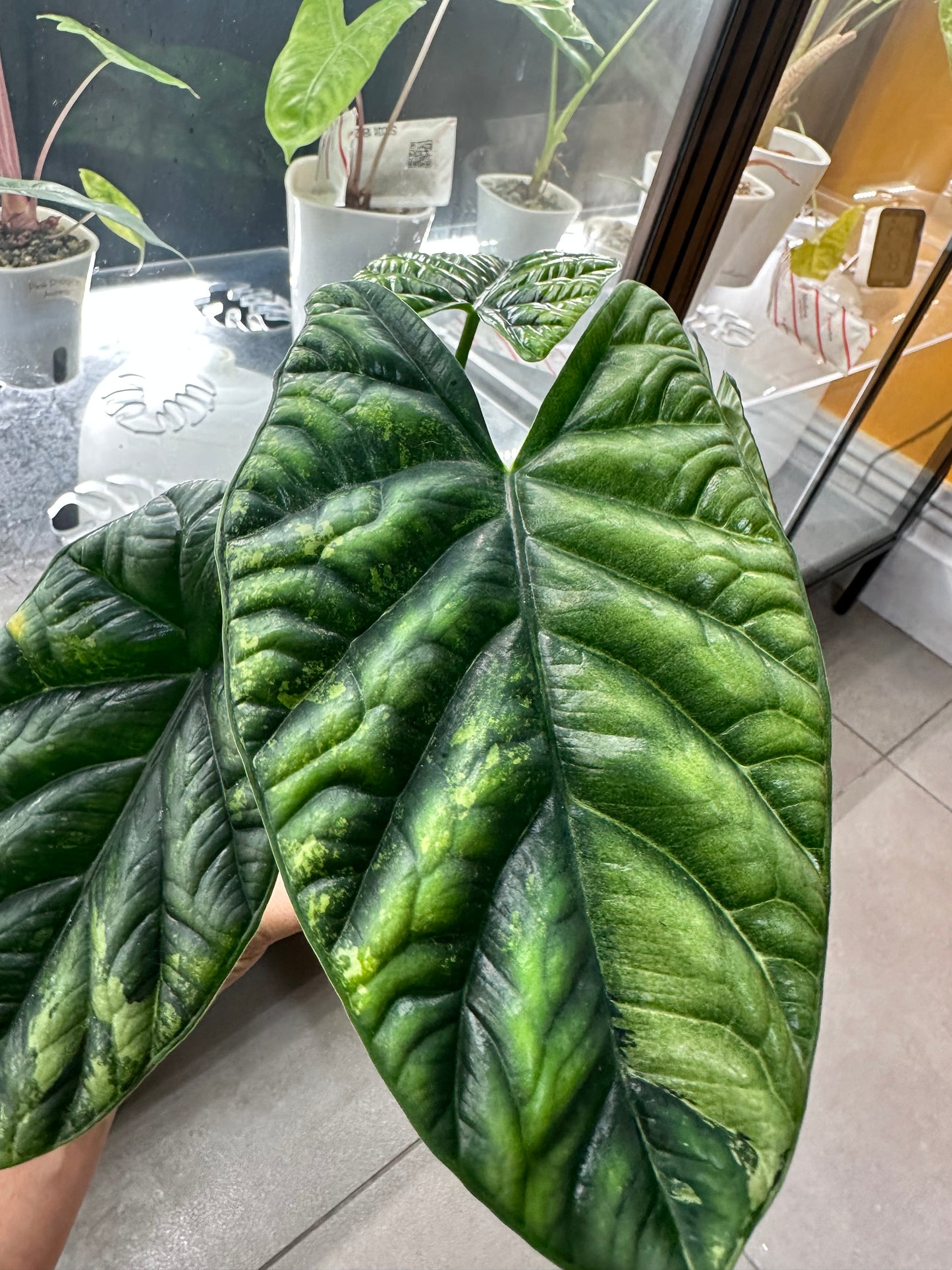Alocasia Sinuata Variegated