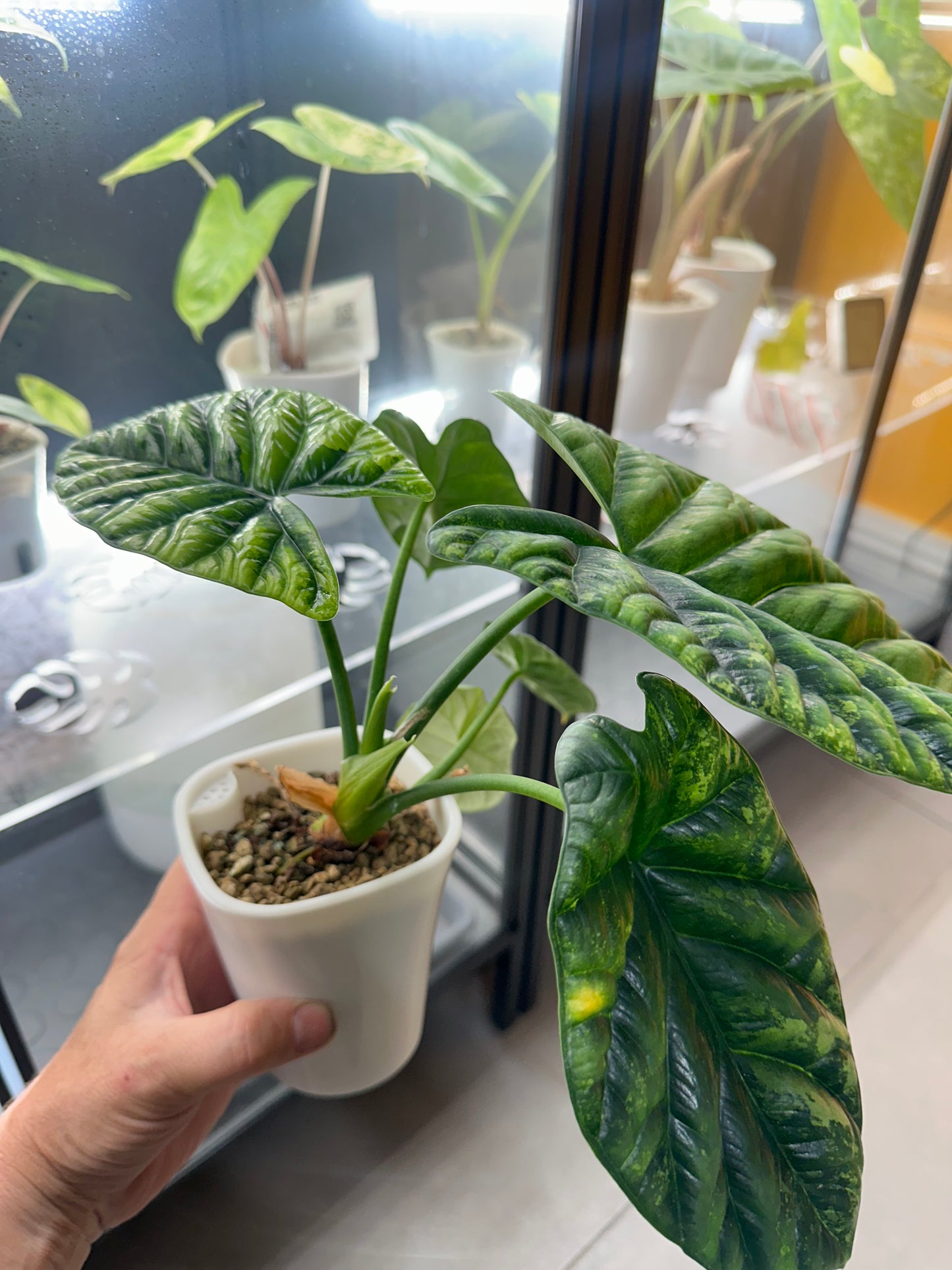 Alocasia Sinuata Variegated