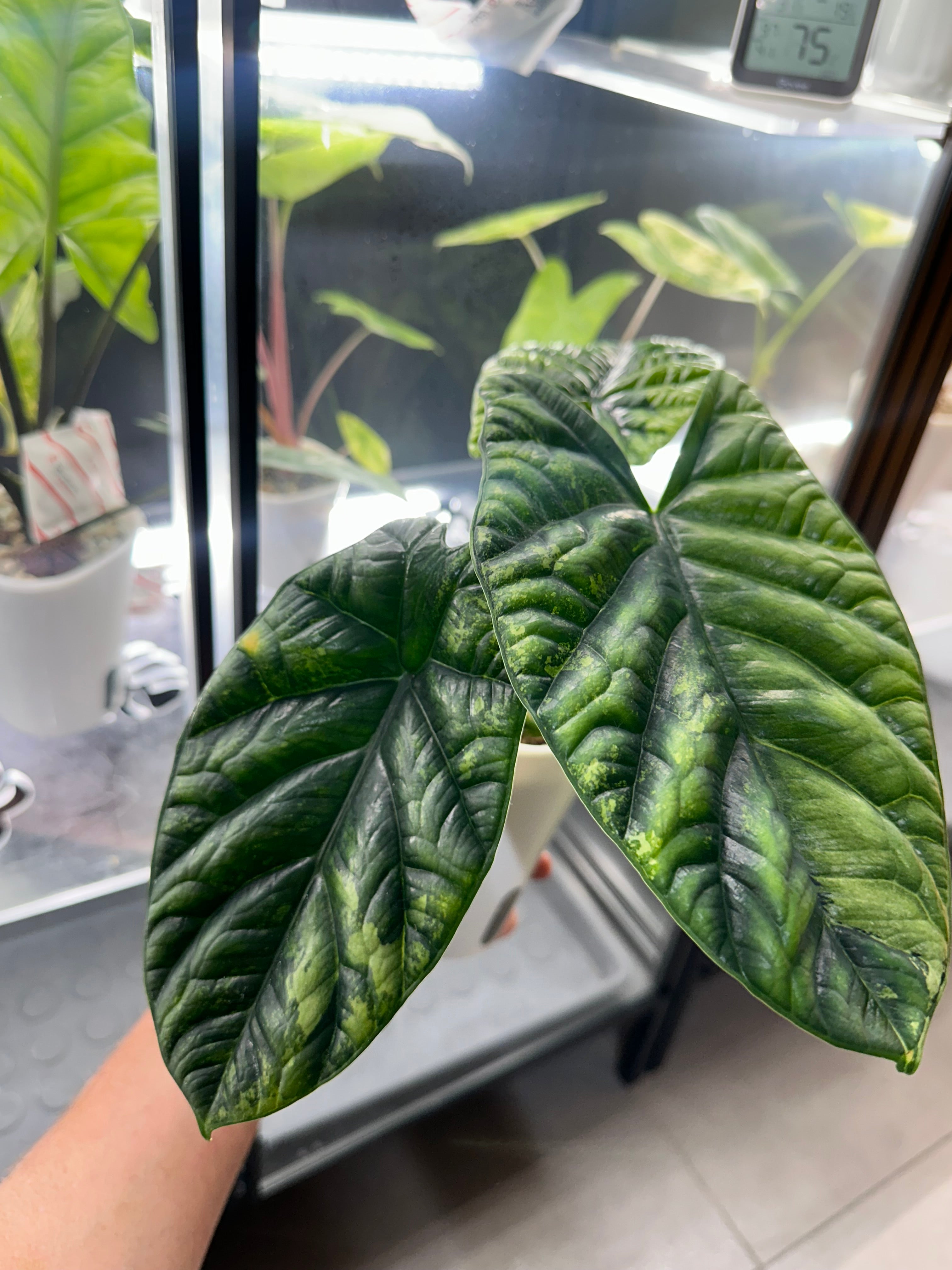 その他観葉植物 Alocasia sinuata Albo Variegata 08」アロカシア