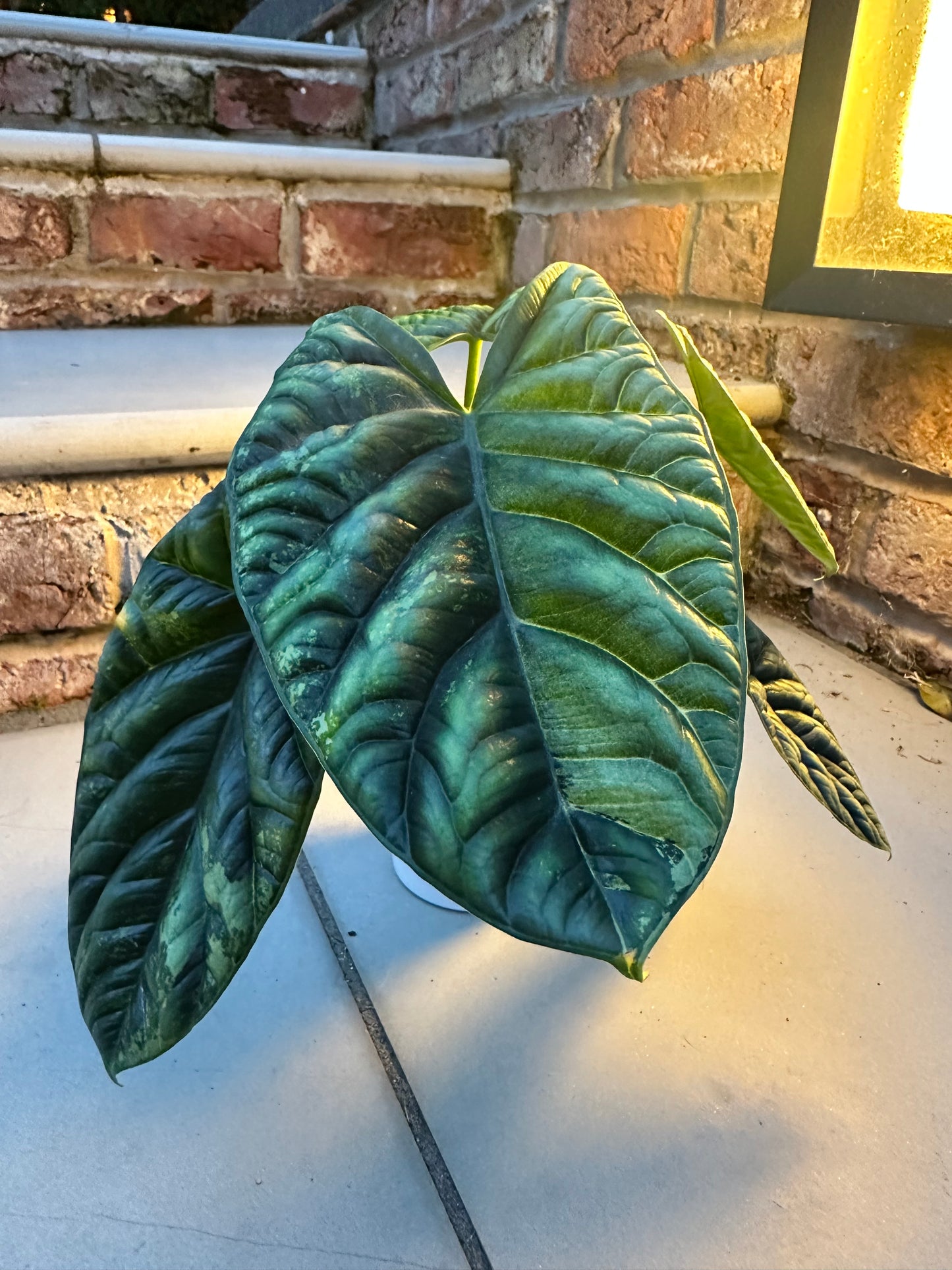 Alocasia Sinuata Variegated