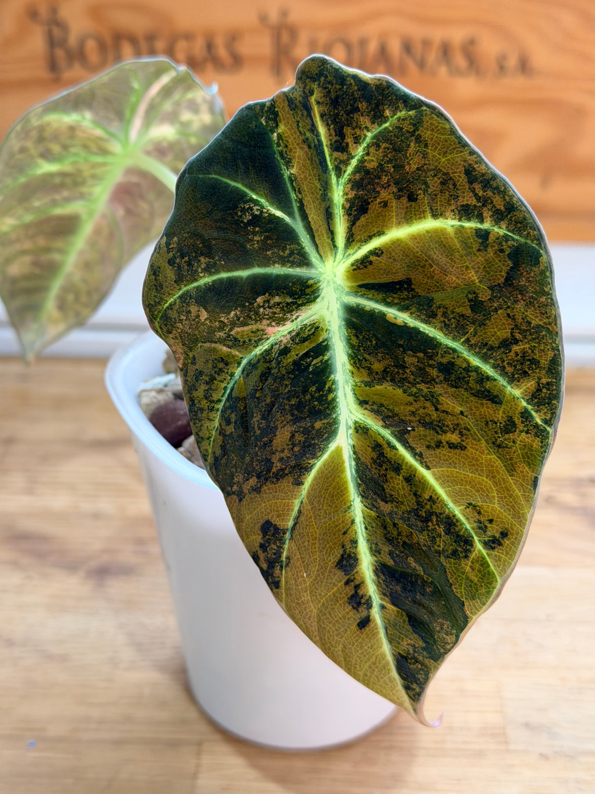 Alocasia reginula 'Black Velvet' Gold, golden variegation with pink hues on matte velvet leaves