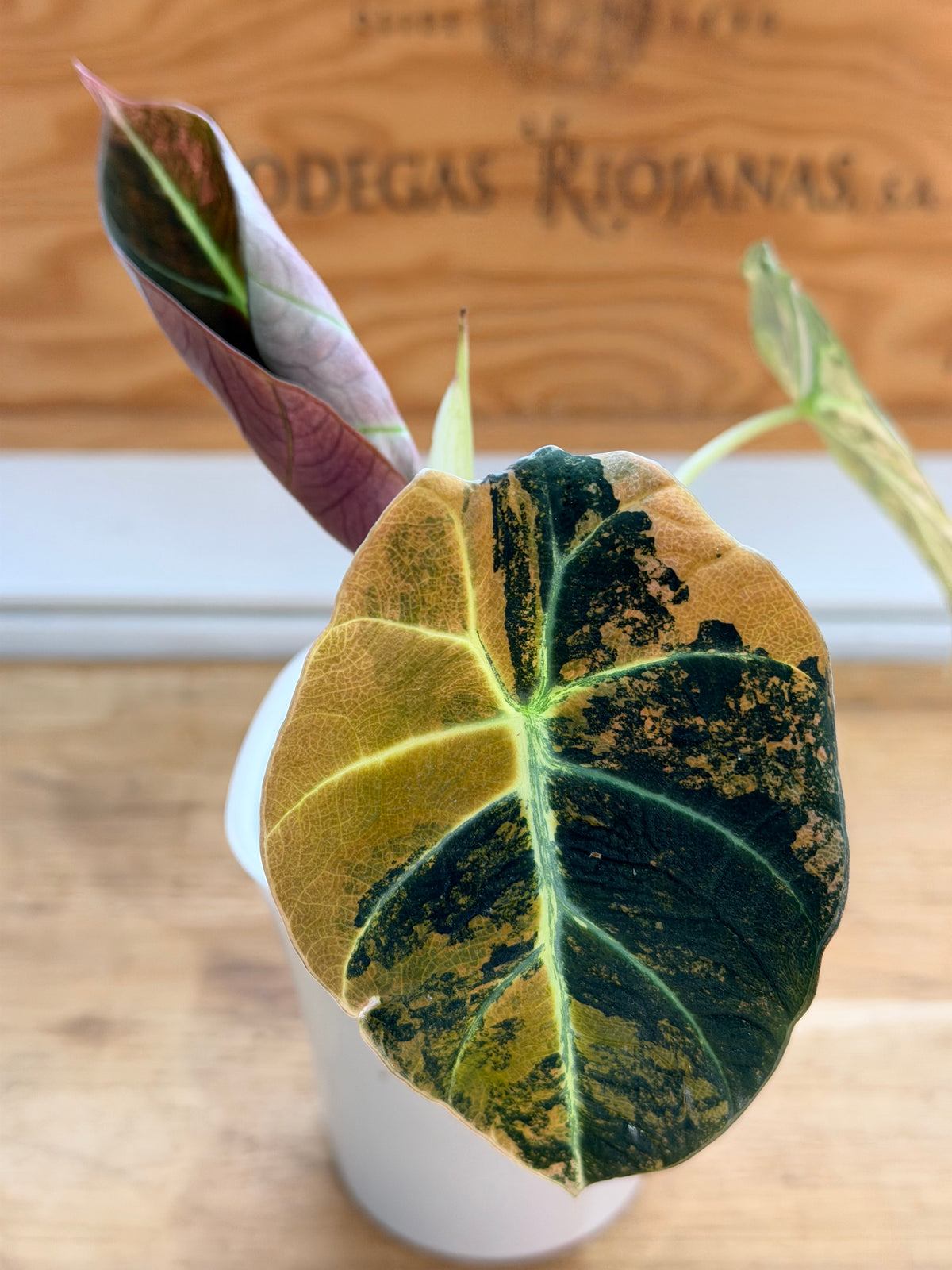 Alocasia reginula 'Black Velvet' Gold, golden variegation with pink hues on matte velvet leaves