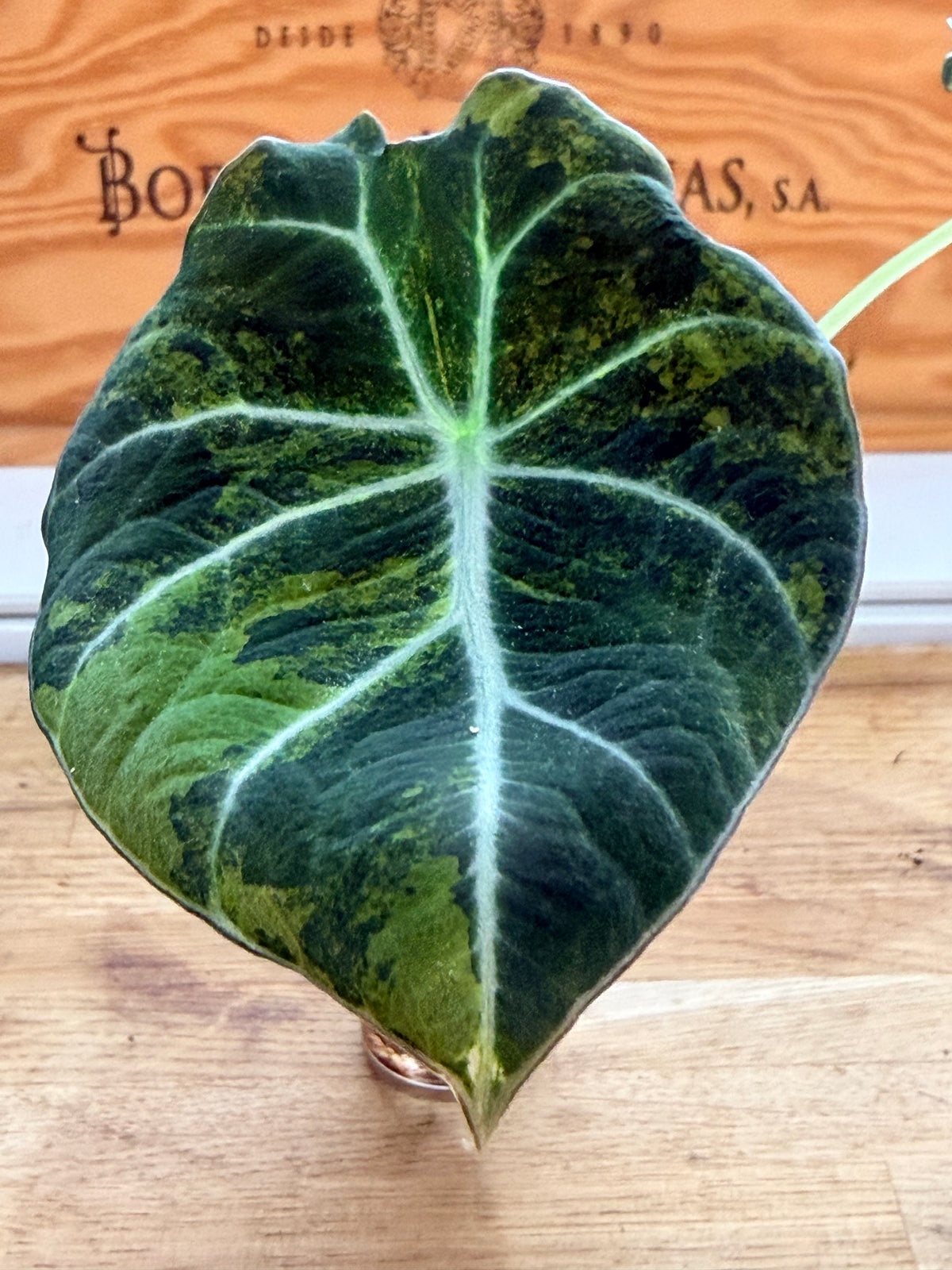 Alocasia reginula 'Black Velvet' Gold, golden variegation with pink hues on matte velvet leaves