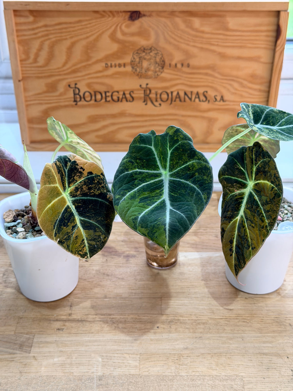 Alocasia reginula 'Black Velvet' Gold, golden variegation with pink hues on matte velvet leaves