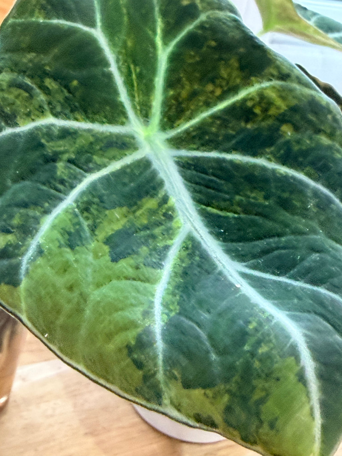 Alocasia reginula 'Black Velvet' Gold, golden variegation with pink hues on matte velvet leaves