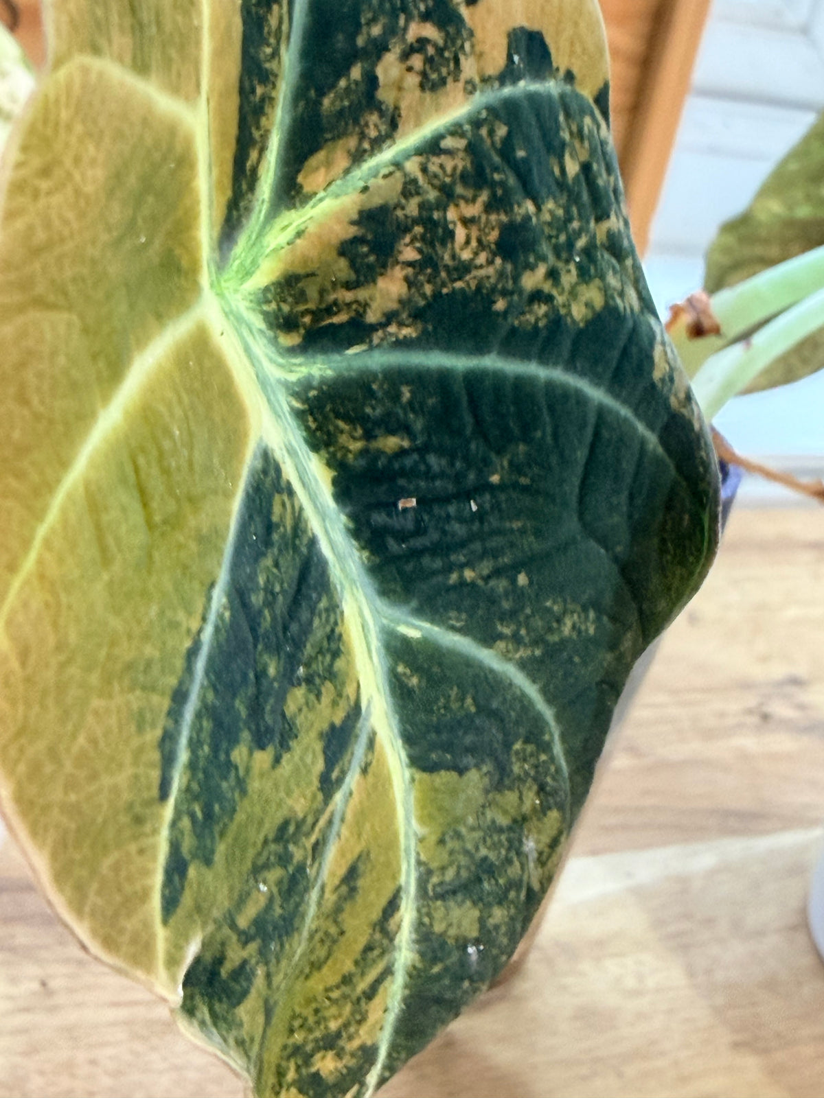 Alocasia reginula 'Black Velvet' Gold, golden variegation with pink hues on matte velvet leaves