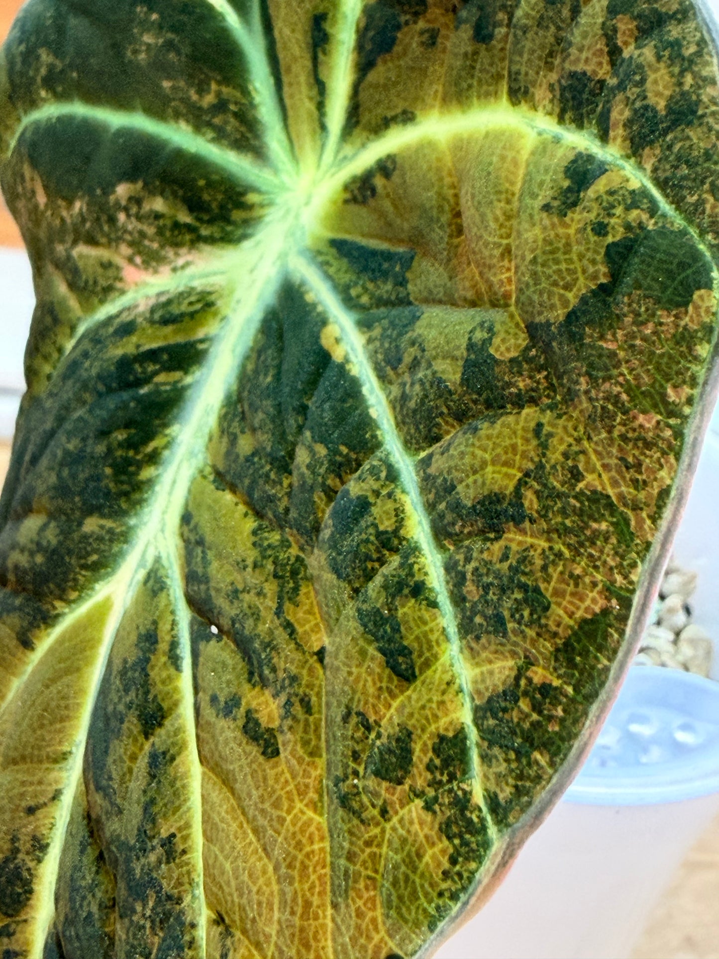 ALOCASIA BLACK VELVET GOLD