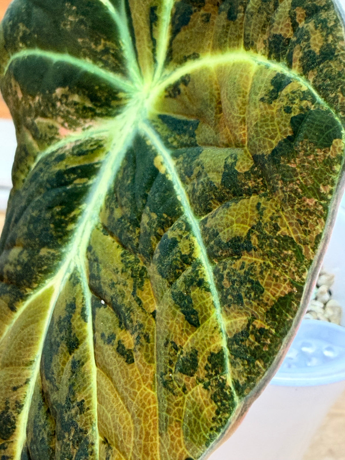 Alocasia reginula 'Black Velvet' Gold, golden variegation with pink hues on matte velvet leaves