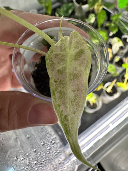 ALOCASIA LONGILOBA SATUN STARDUST