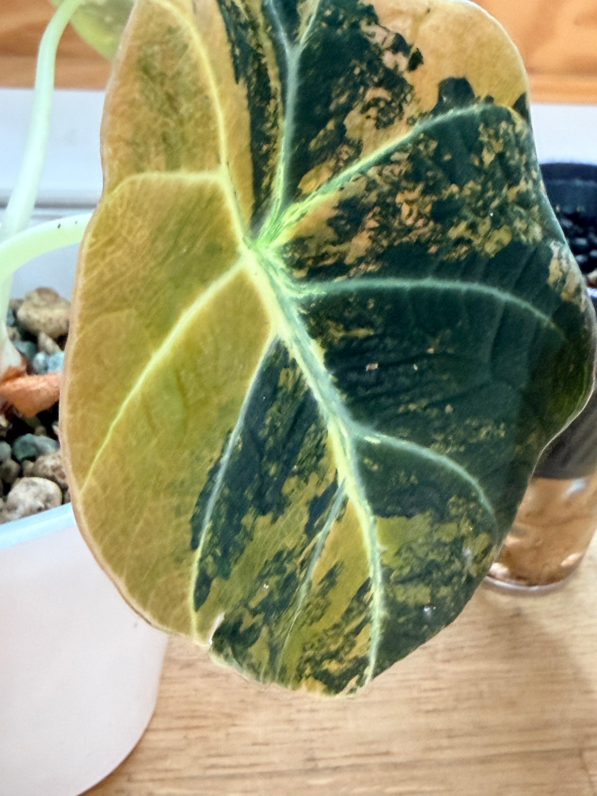 Alocasia reginula 'Black Velvet' Gold, golden variegation with pink hues on matte velvet leaves
