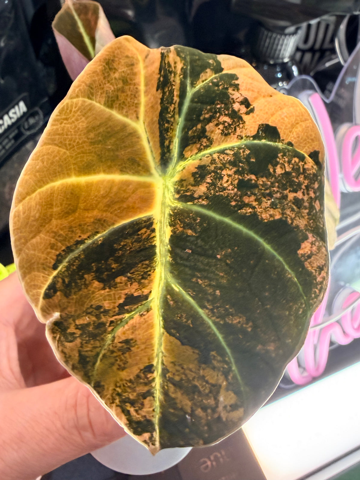 Alocasia reginula 'Black Velvet' Gold, golden variegation with pink hues on matte velvet leaves