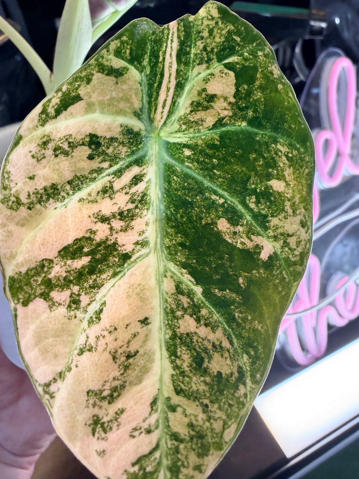 Alocasia reginula 'Black Velvet' Gold, golden variegation with pink hues on matte velvet leaves