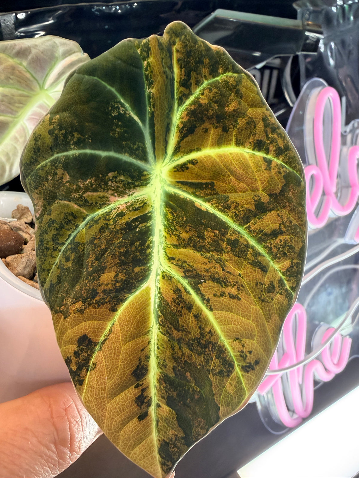 Alocasia reginula 'Black Velvet' Gold, golden variegation with pink hues on matte velvet leaves
