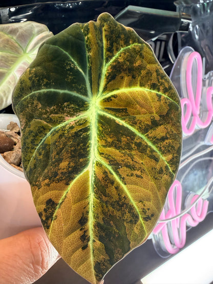 ALOCASIA BLACK VELVET GOLD