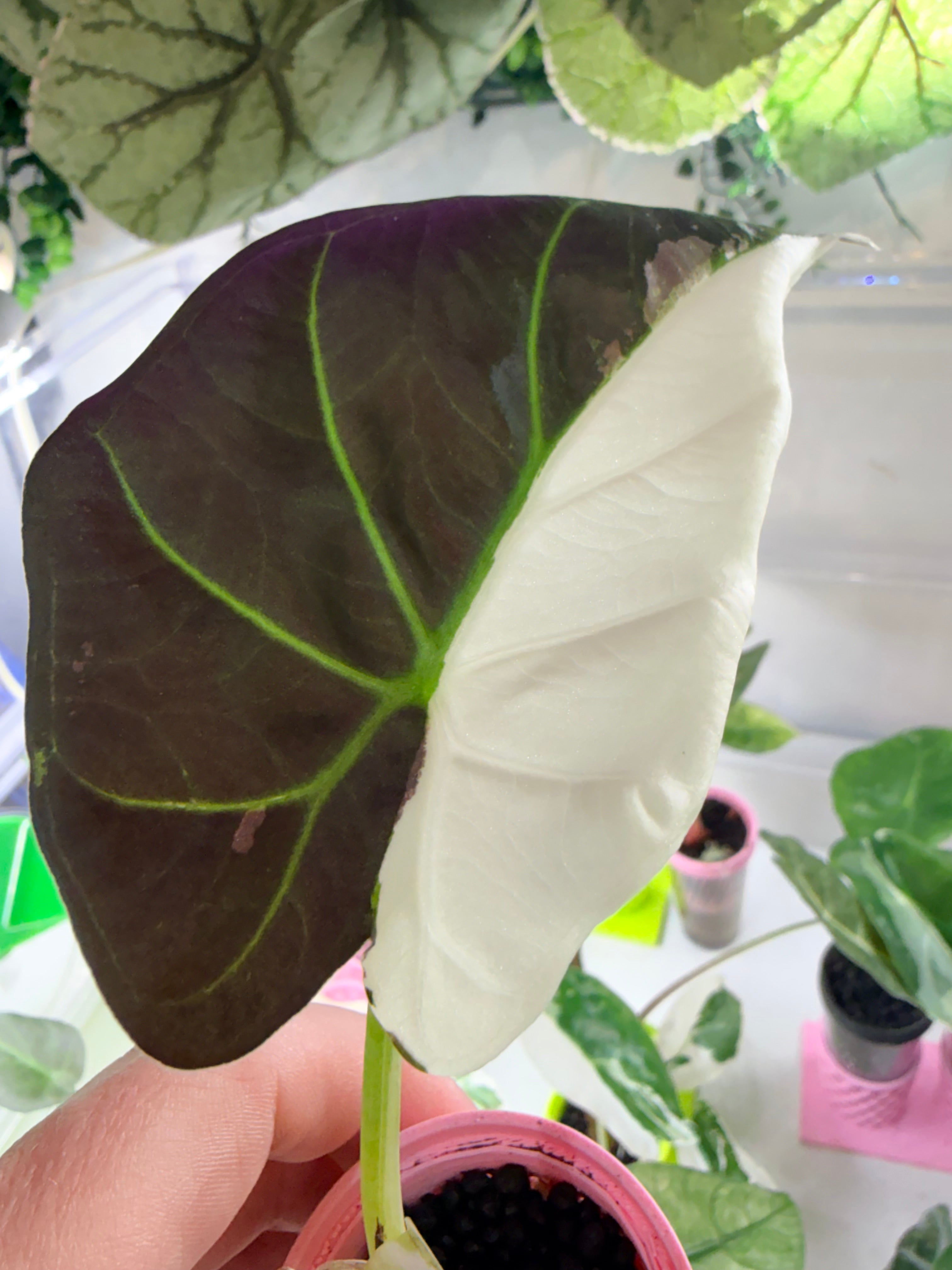 ALOCASIA REGAL SHEILDS ALBO