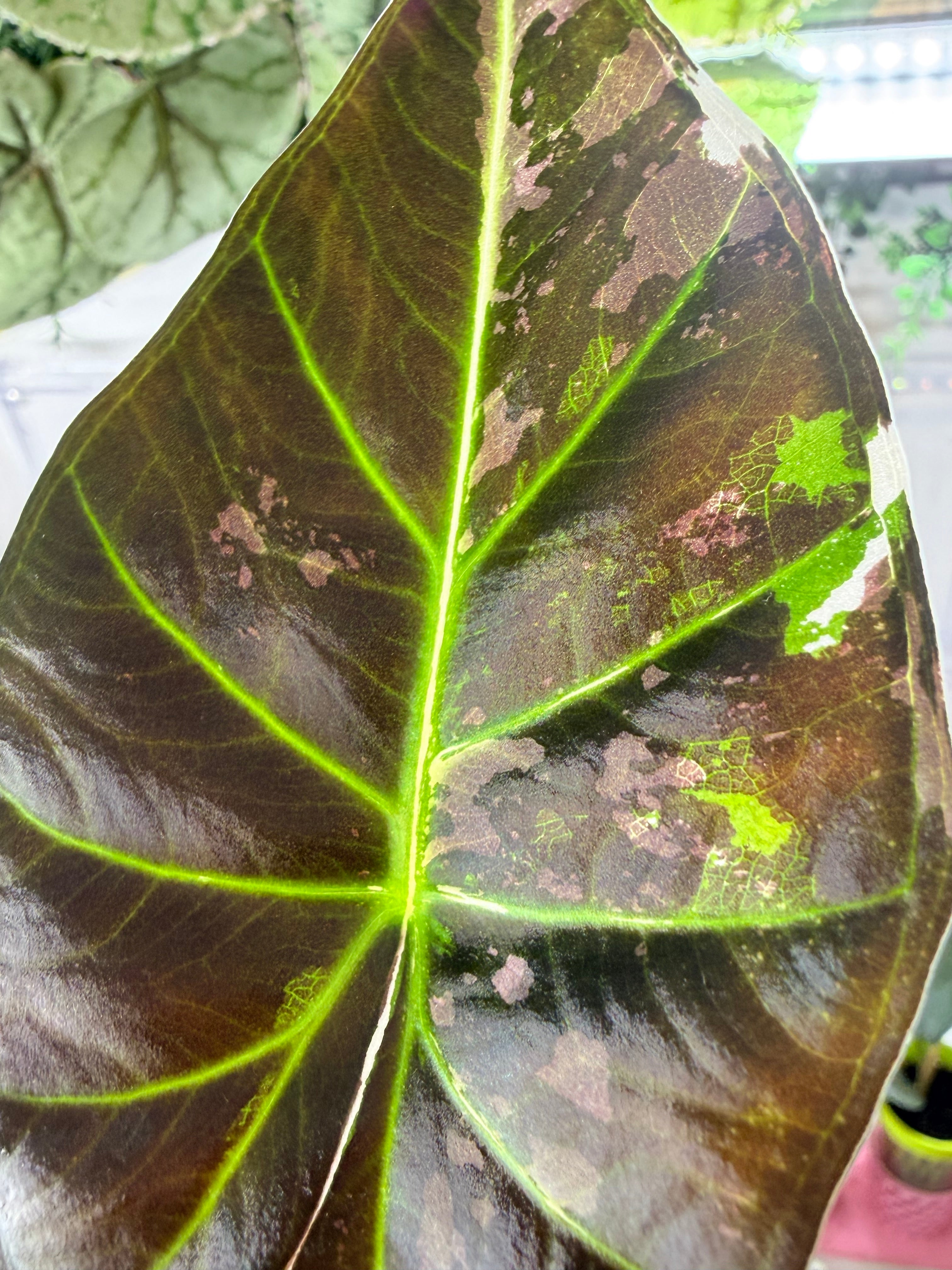 ALOCASIA REGAL SHEILDS ALBO