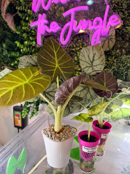 ALOCASIA REGAL SHEILDS AUREA