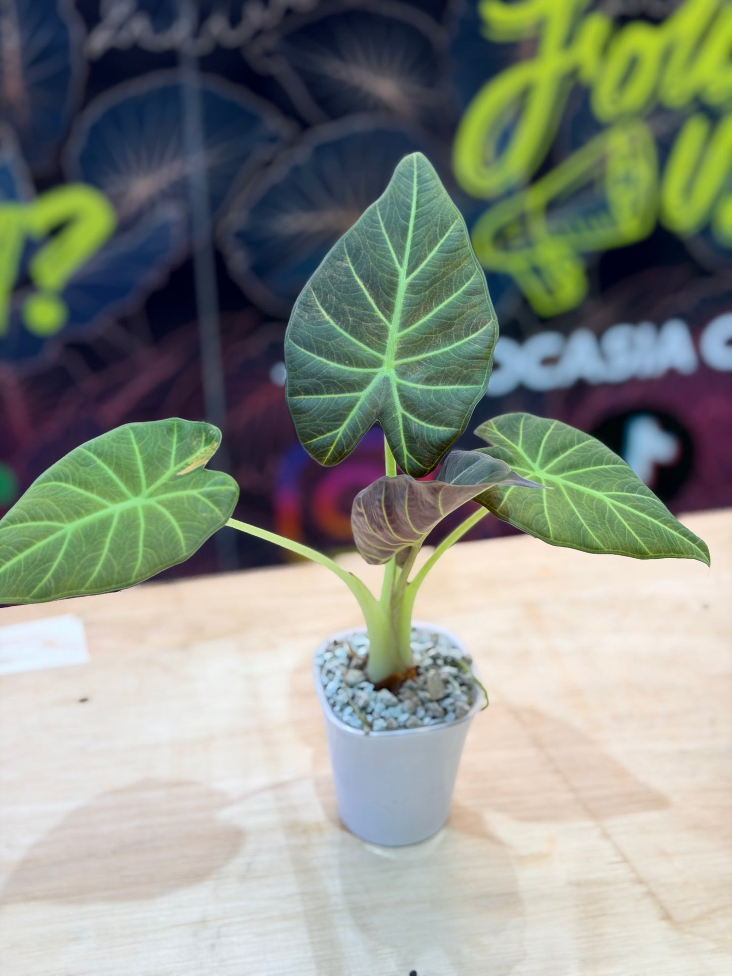 ALOCASIA REGAL SHEILDS AUREA