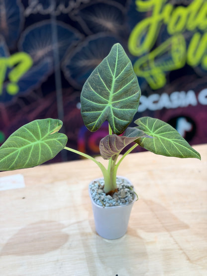 ALOCASIA REGAL SHEILDS AUREA