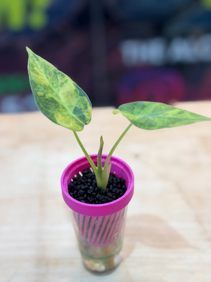 ALOCASIA REGAL SHEILDS AUREA