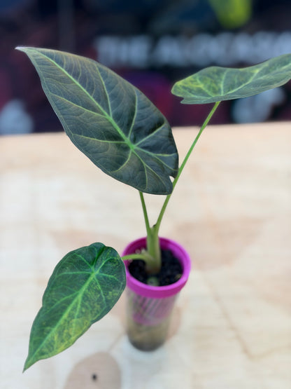 ALOCASIA REGAL SHEILDS AUREA
