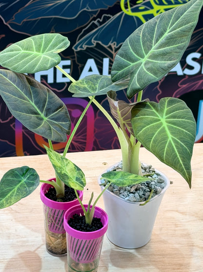 ALOCASIA REGAL SHEILDS AUREA