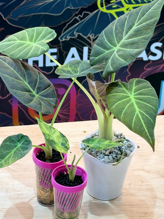 ALOCASIA REGAL SHEILDS AUREA