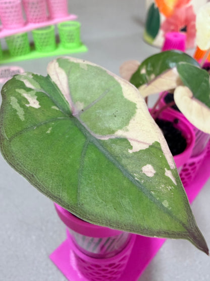 ALOCASIA YUCATAN PRINCESS PINK VARIEGATED