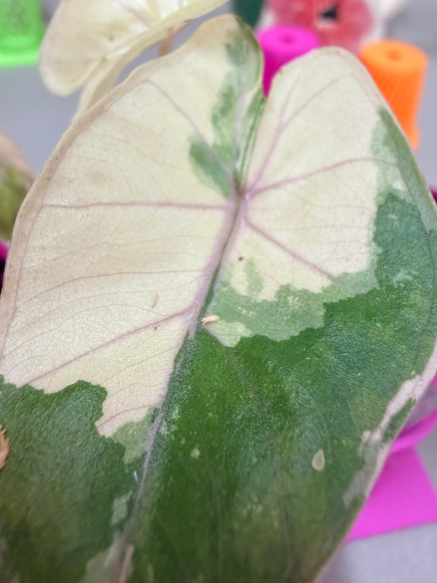 ALOCASIA YUCATAN PRINCESS PINK VARIEGATED