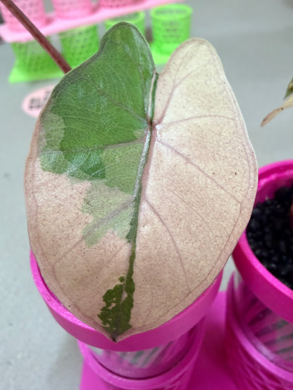 ALOCASIA YUCATAN PRINCESS PINK VARIEGATED