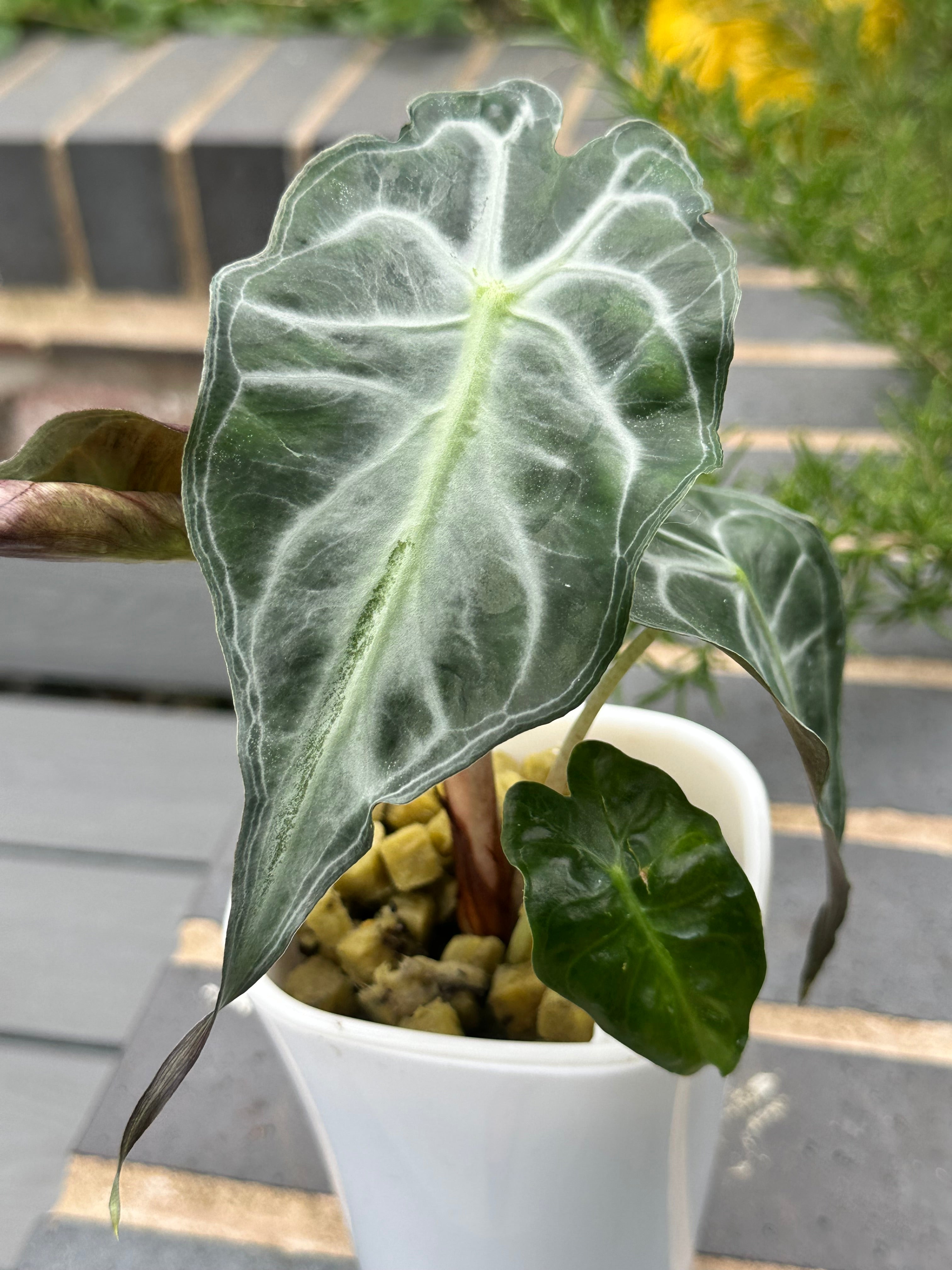 Alocasia Venom Pink – The Alocasia Company