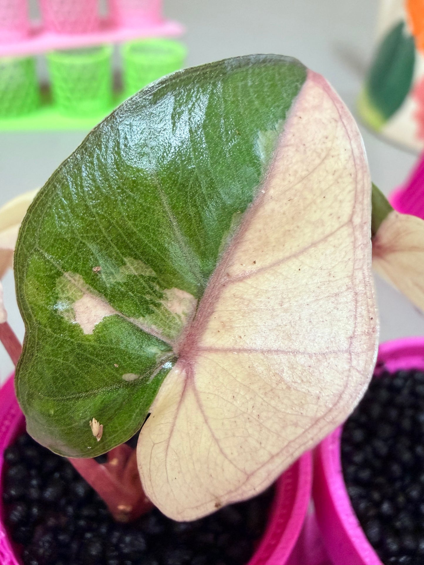 ALOCASIA YUCATAN PRINCESS PINK VARIEGATED