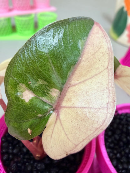 ALOCASIA YUCATAN PRINCESS PINK VARIEGATED