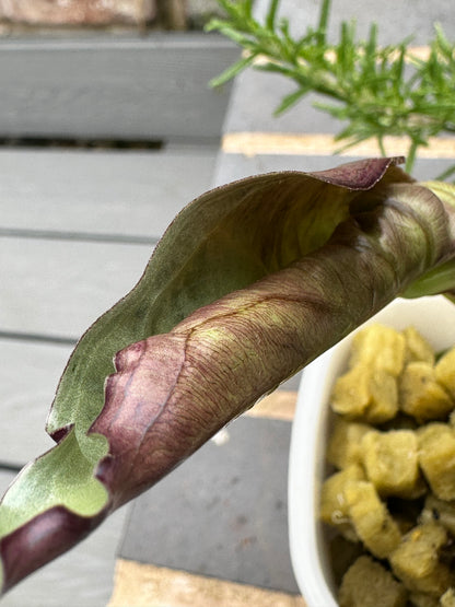 ALOCASIA VENOM PINK