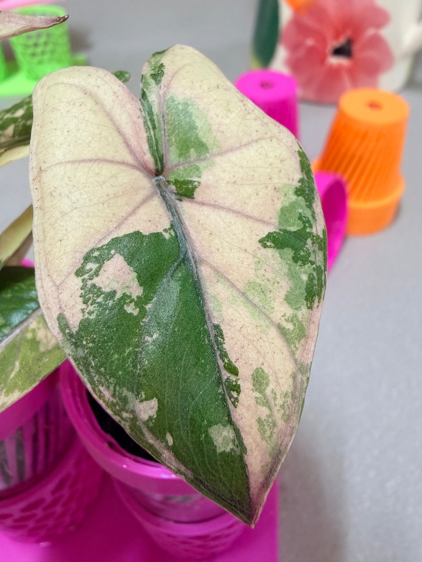 ALOCASIA YUCATAN PRINCESS PINK VARIEGATED